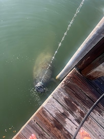 Manatees would visit every evening