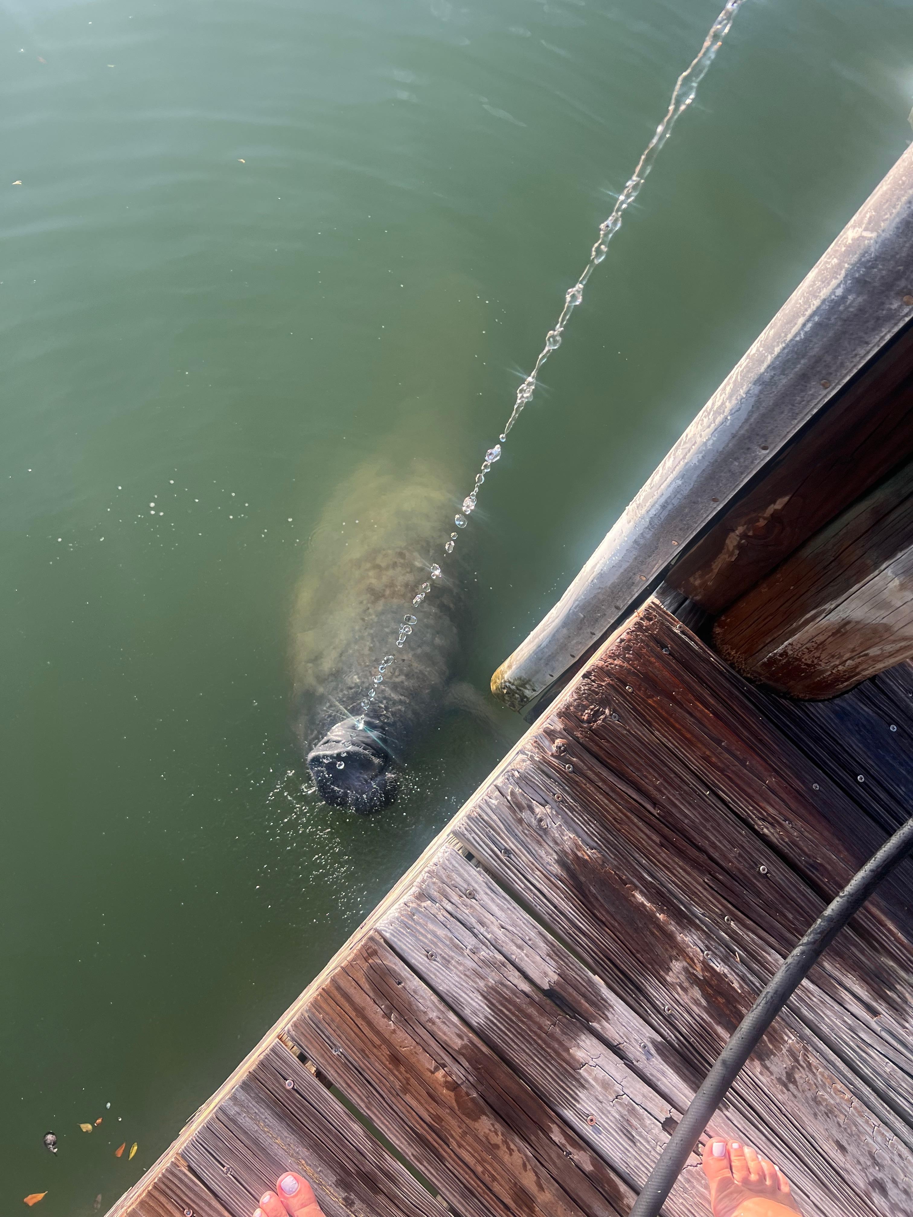Manatees would visit every evening