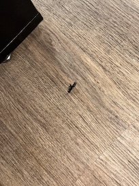 Dead bug