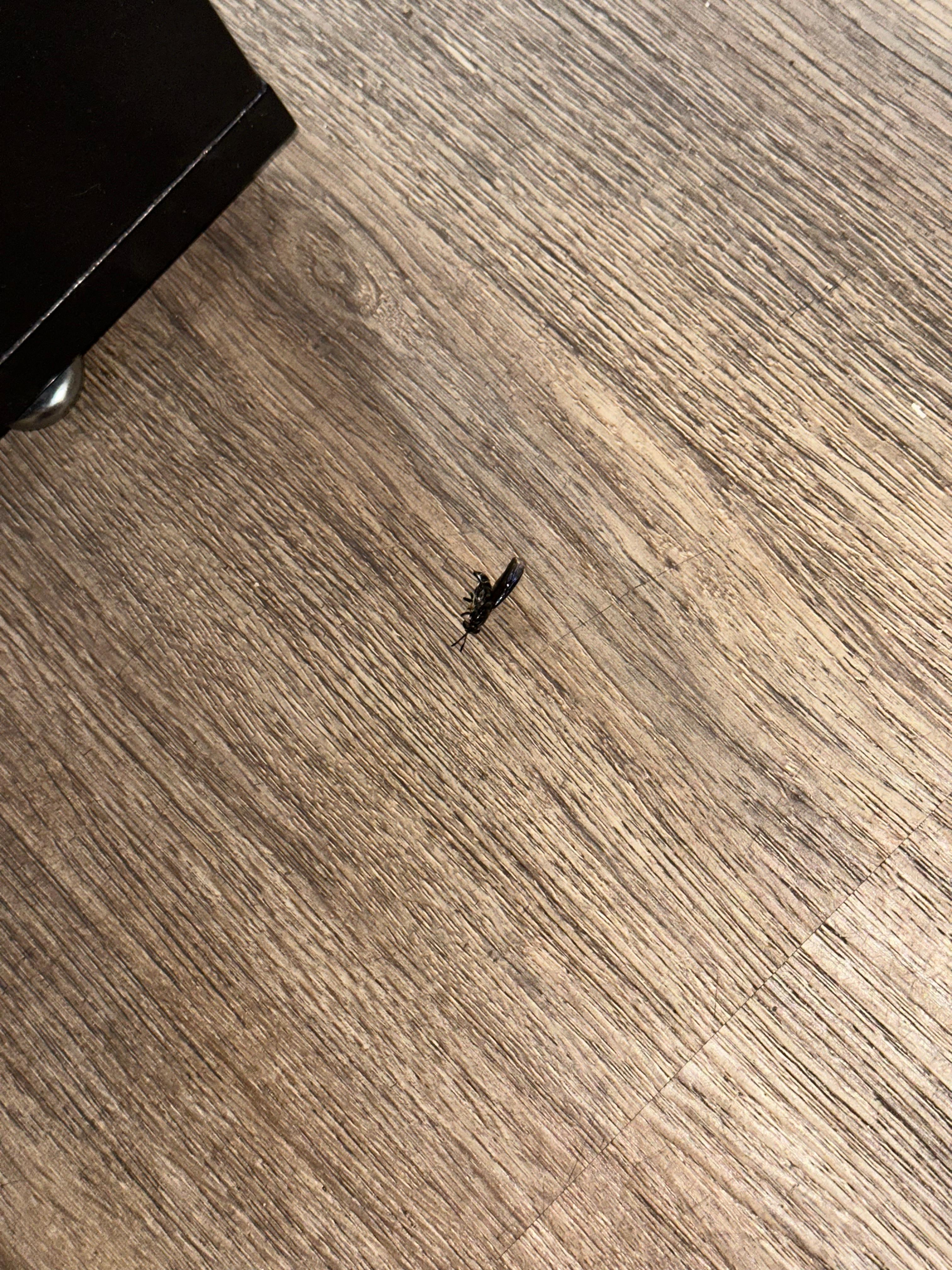 Dead bug