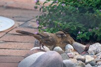 Abert's Towhee