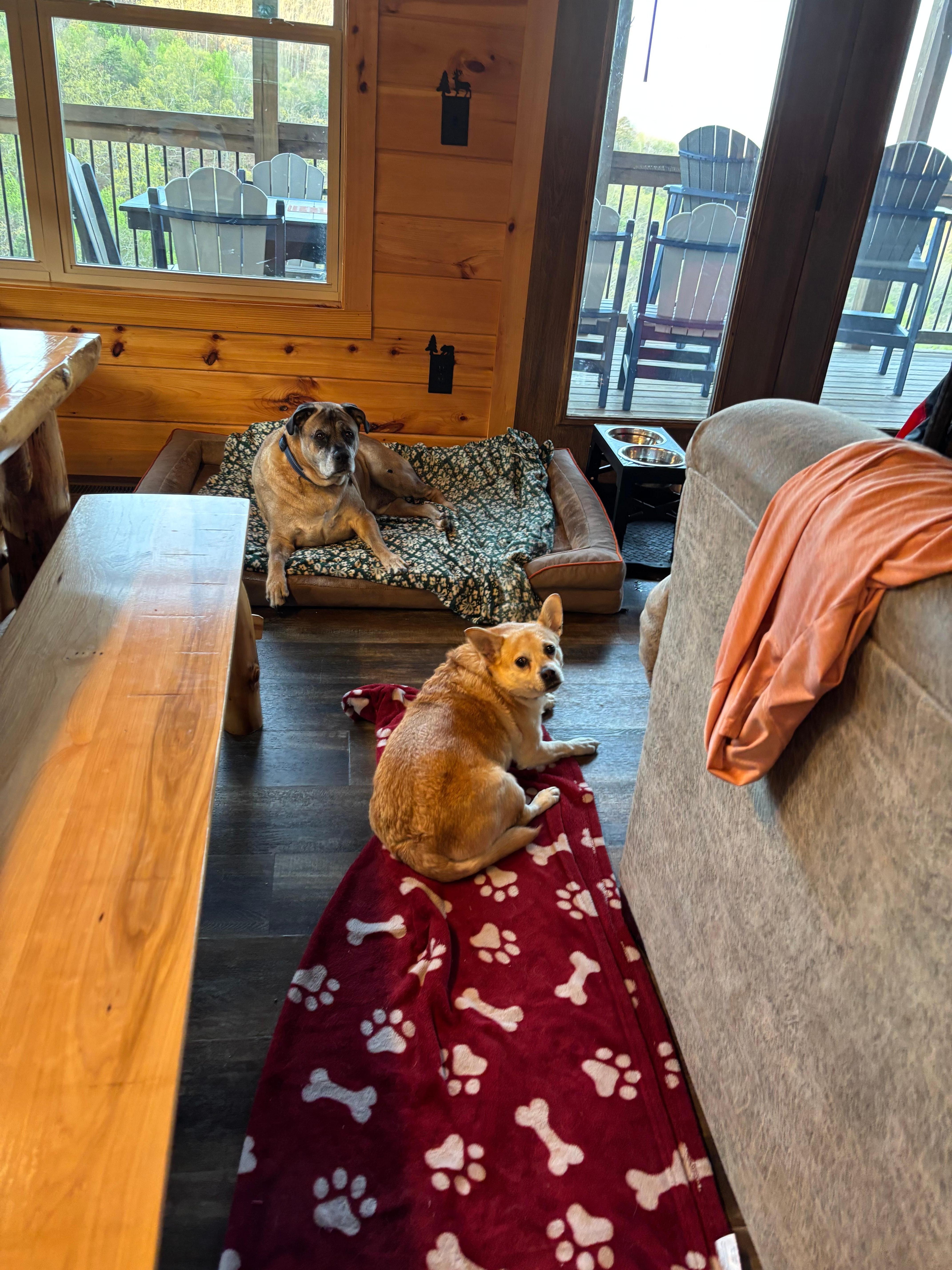 Our fur babies chilling in the living room. 