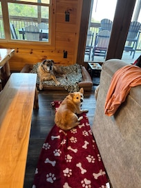Our fur babies chilling in the living room.