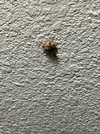 Roach I killed on the wall
