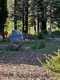 Spotted a friend just hanging out outside the clubhouse.