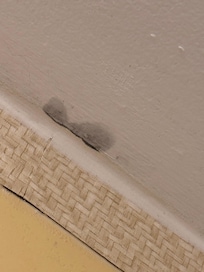 Black mode growing in the room