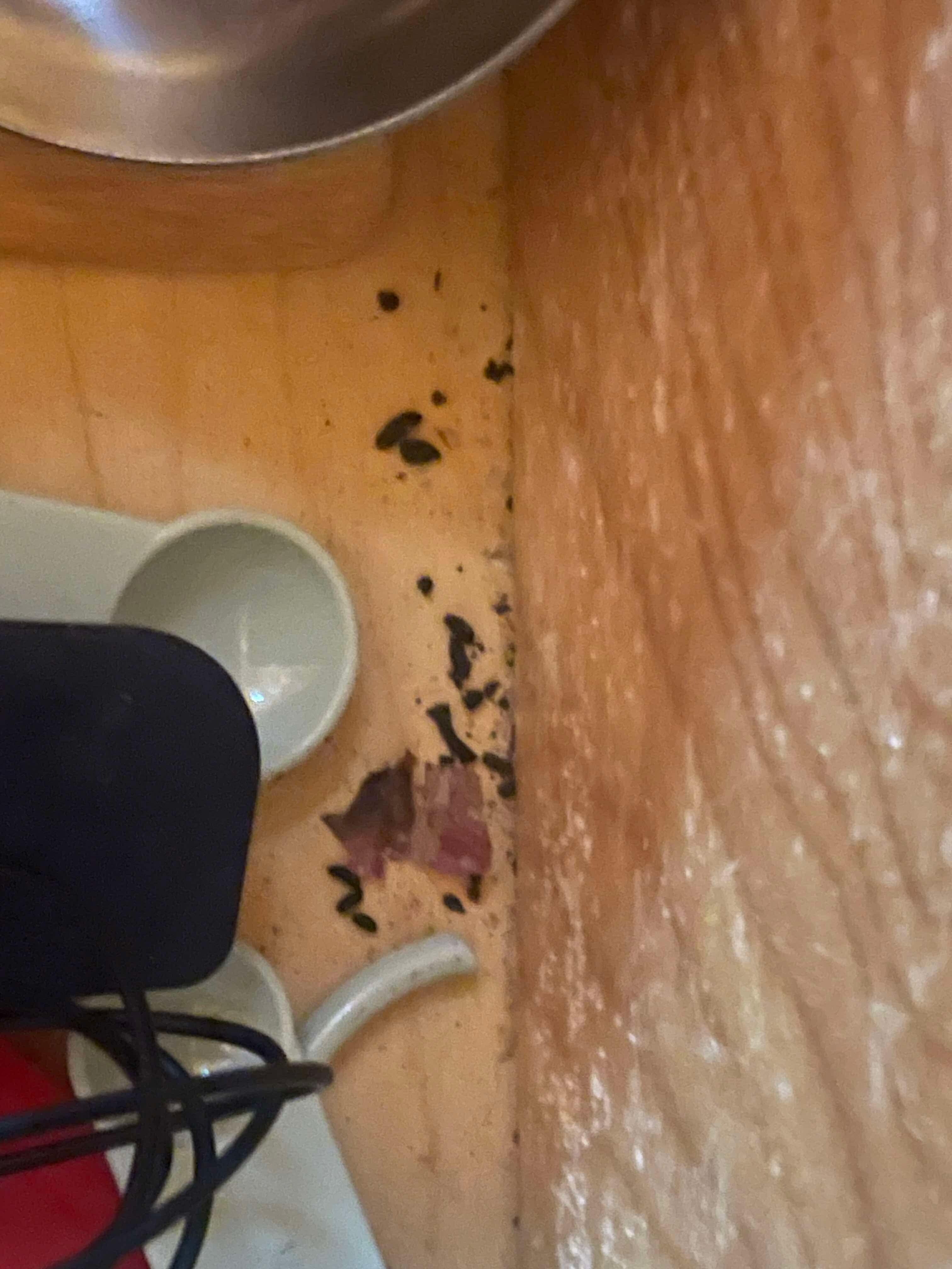 Mouse poop in the drawers