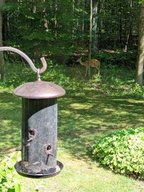 We had a sweet little visitor right outside one evening.