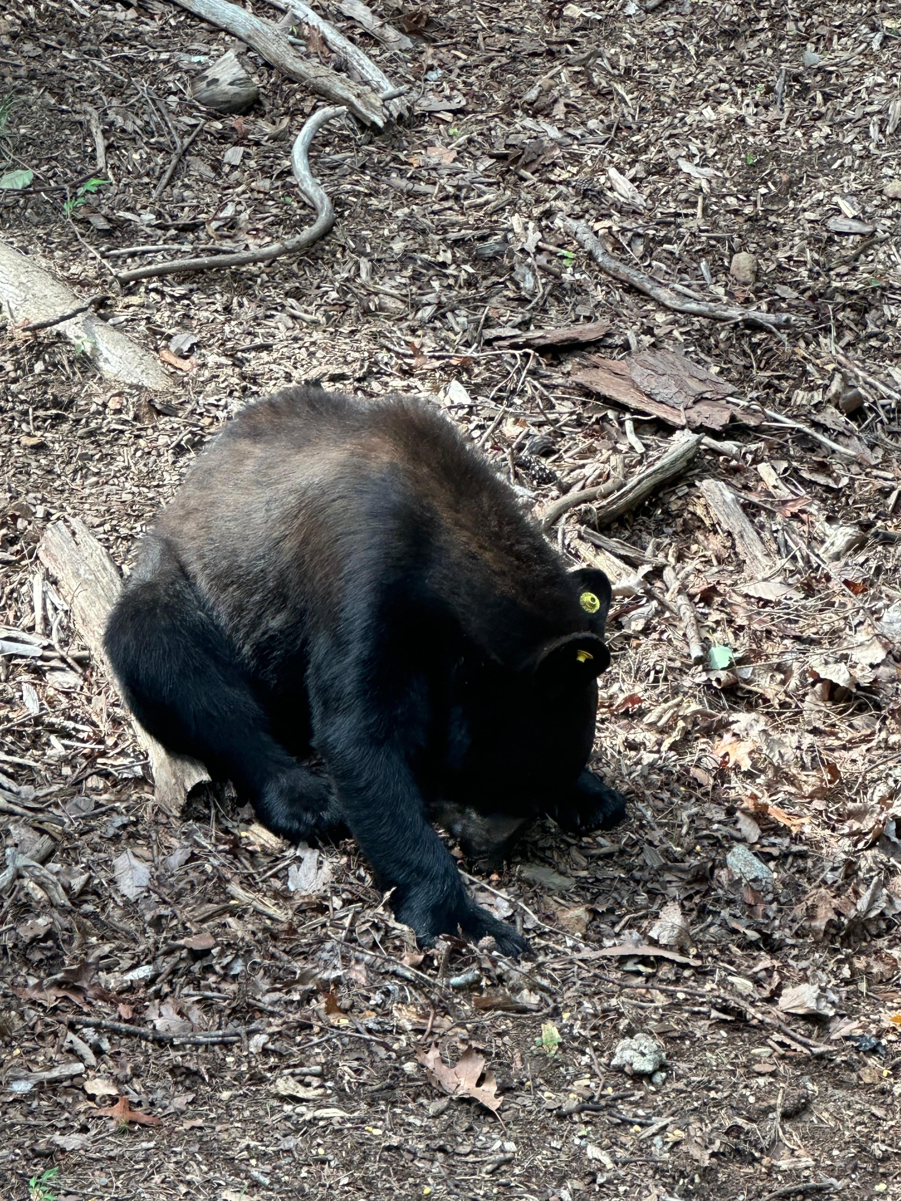 A small bear who wandered by. 