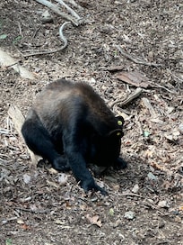 A small bear who wandered by.