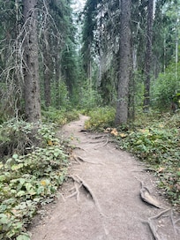 Hike to Wapta Falls