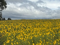 ひまわり🌻畑