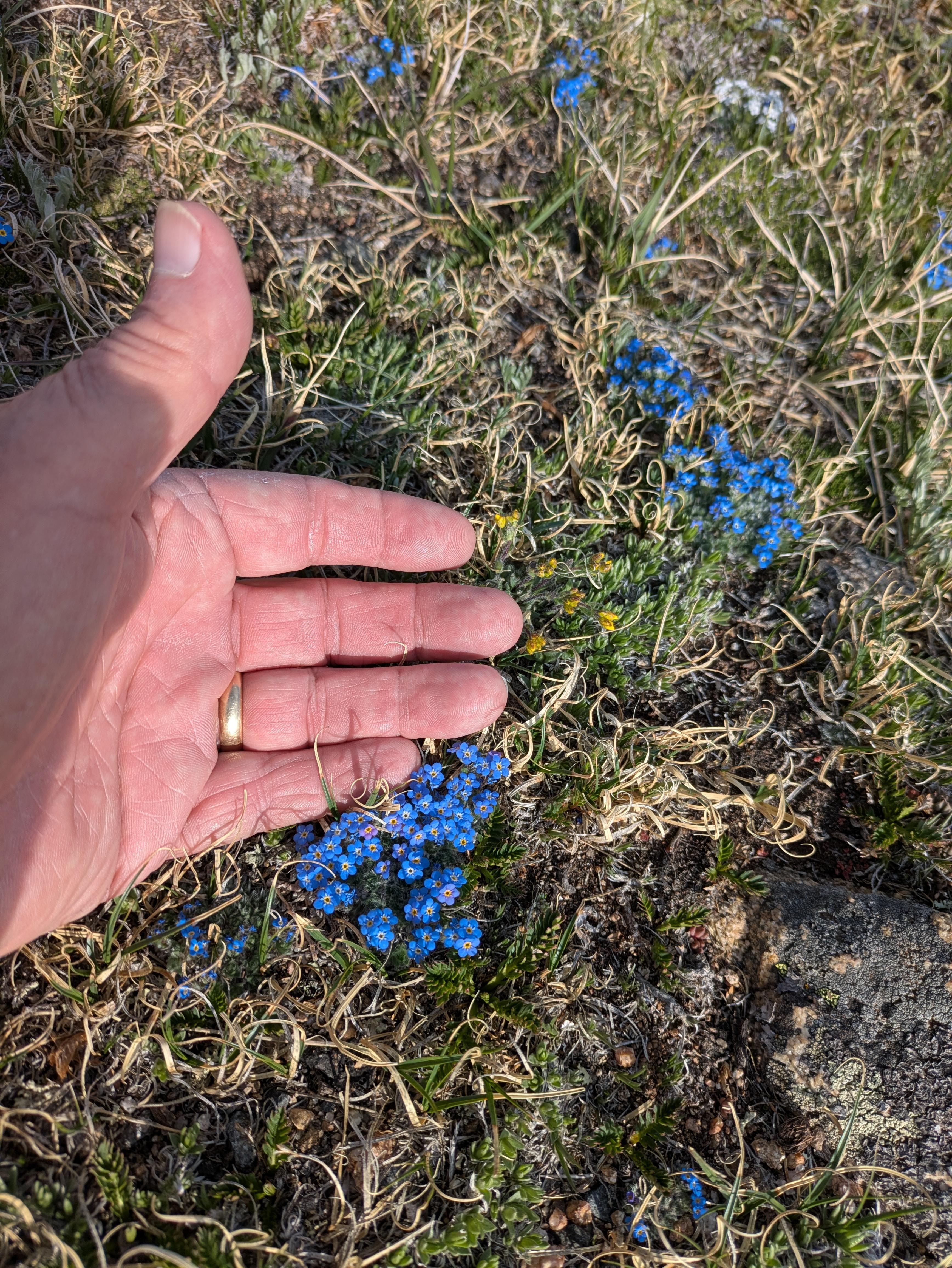 Tundra flowers are TINY