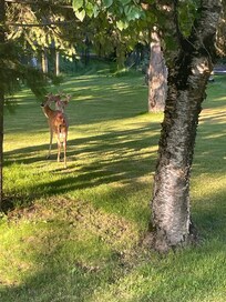 Our deer friend on the premises