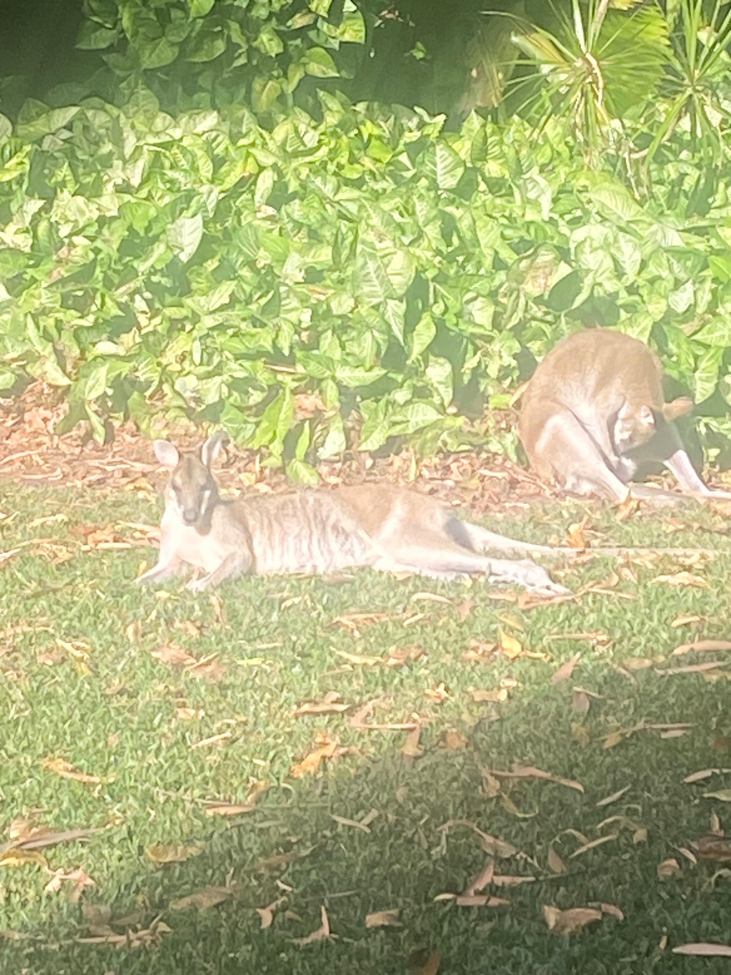 The lawn mowers