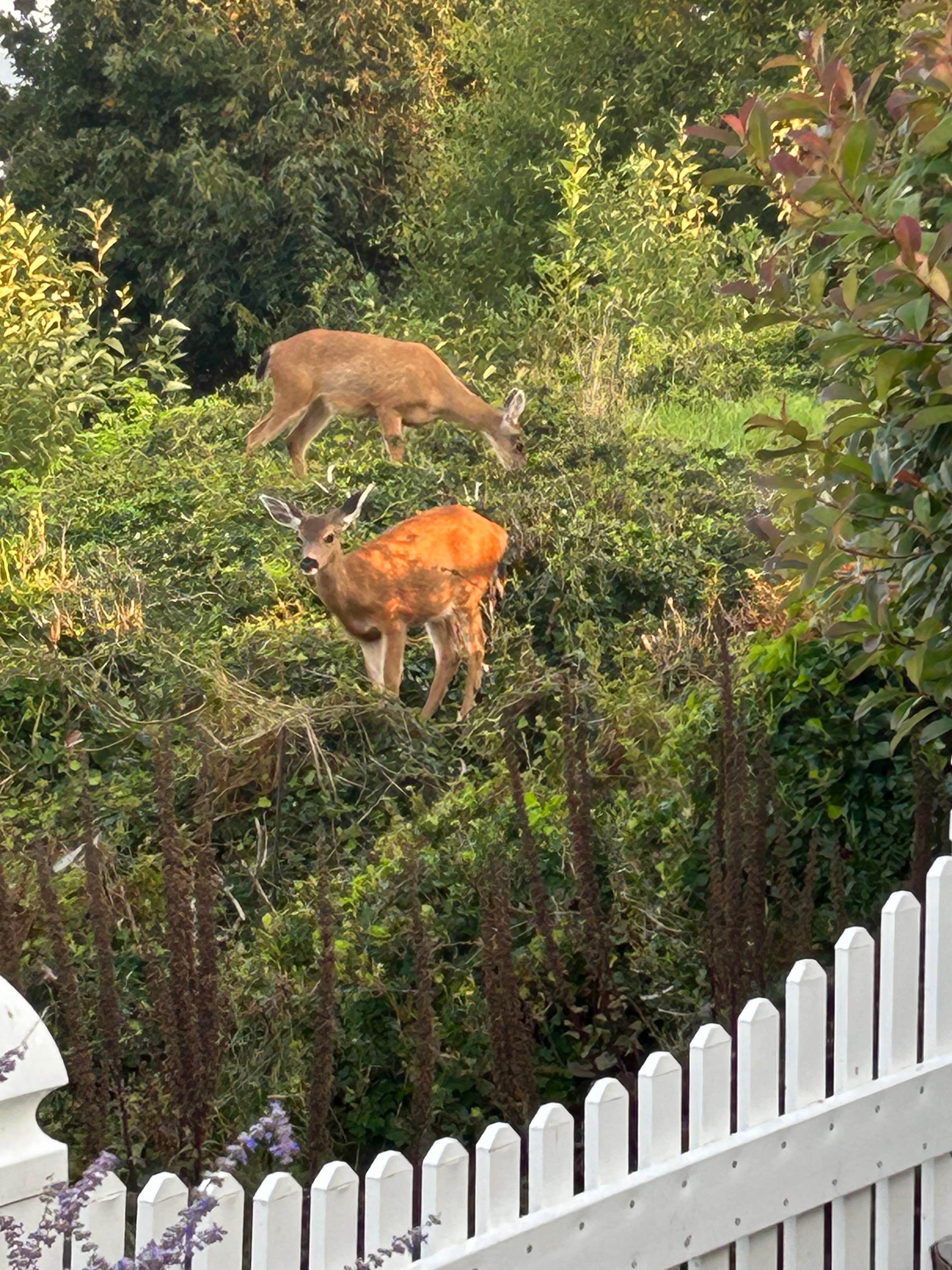 Visitors for breakfast 