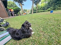 Hunde sind willkommen