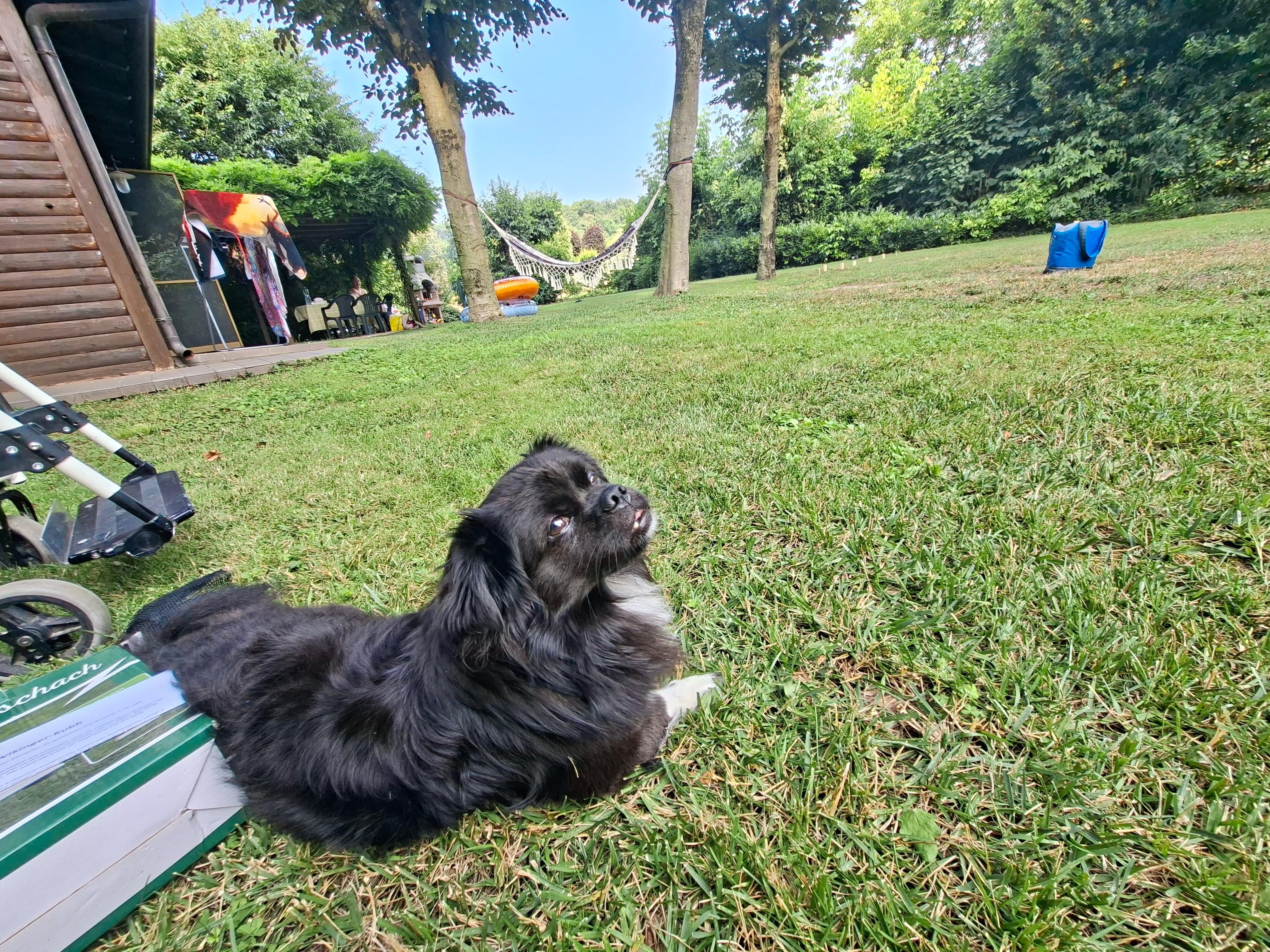 Hunde sind willkommen 