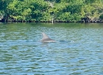 Dolphin in bay