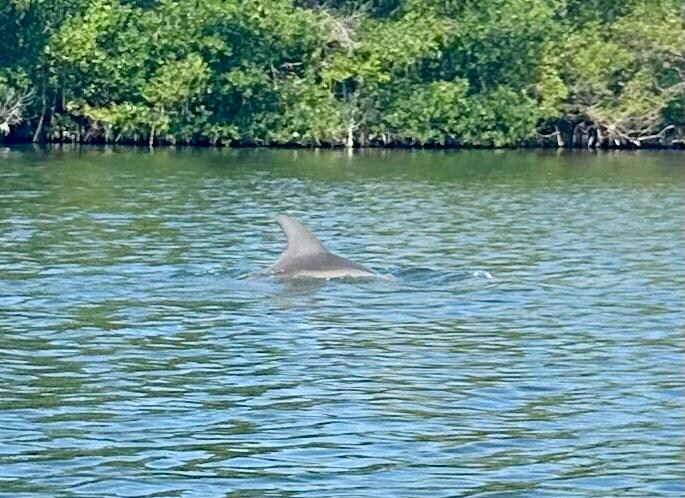 Dolphin in bay