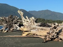 Giant driftwood nearby
