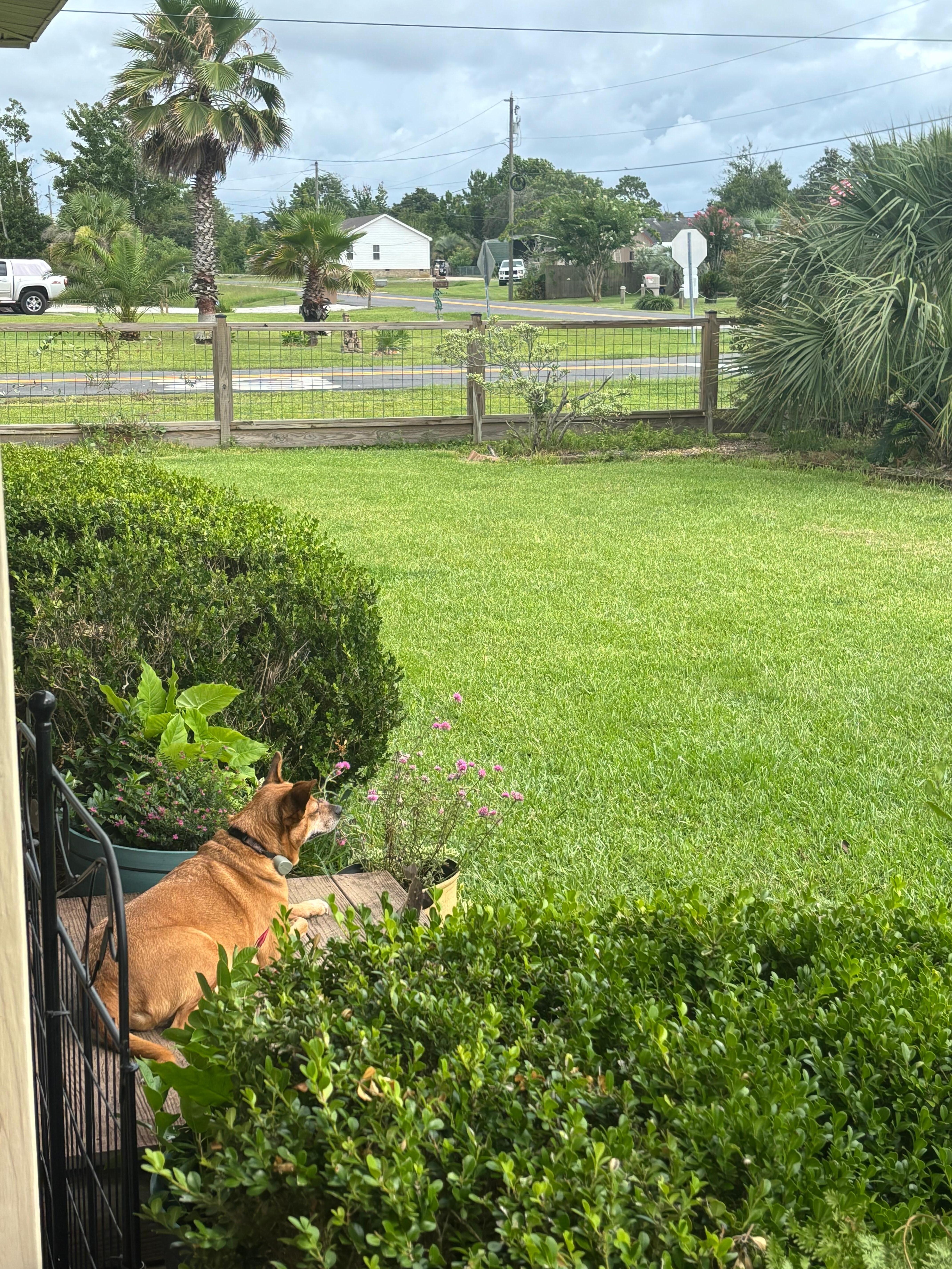 Our dog enjoying the front porch! 