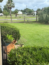 Our dog enjoying the front porch!