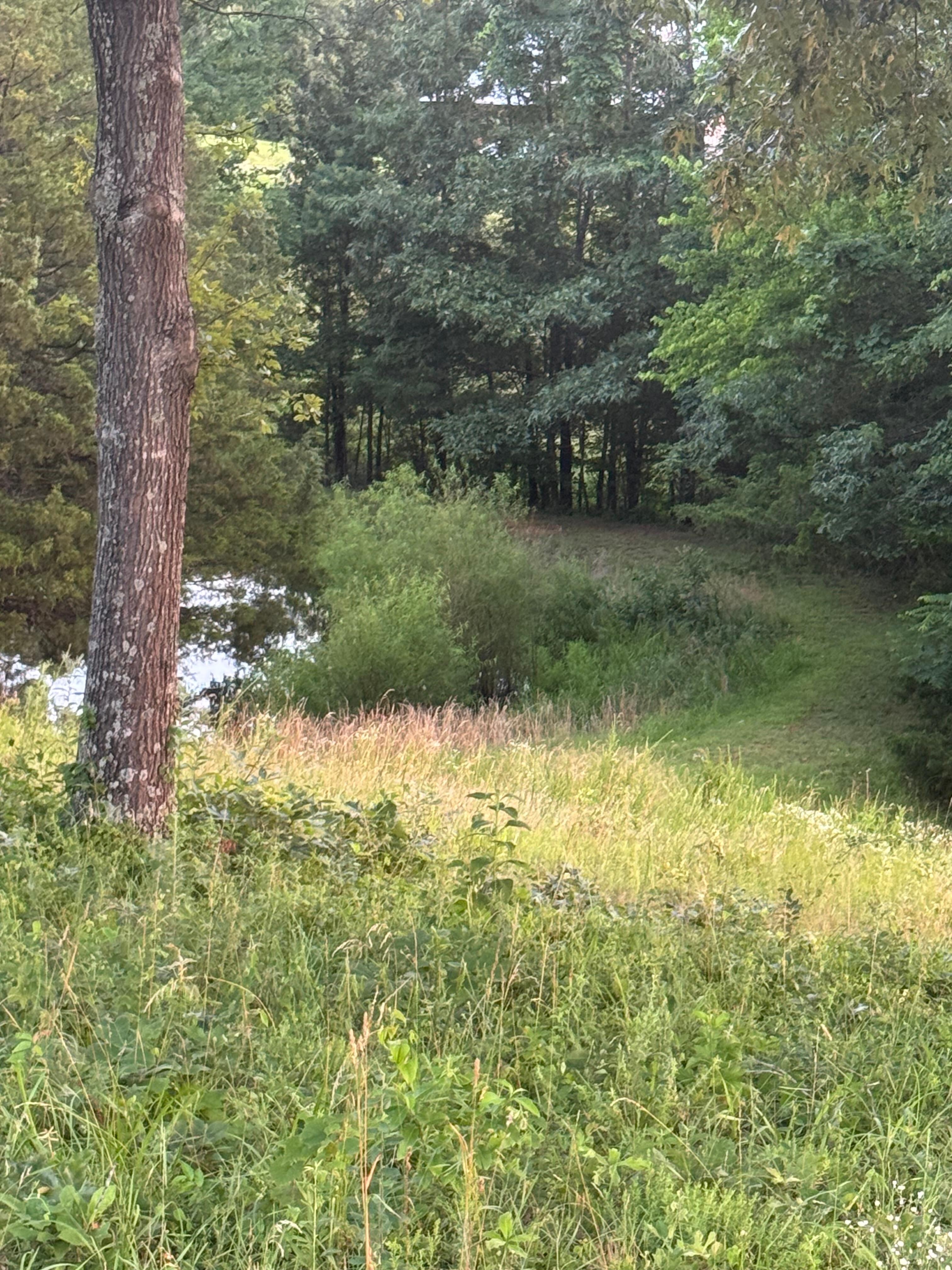 View of the pond