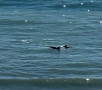 Dolphins would swim by almost daily