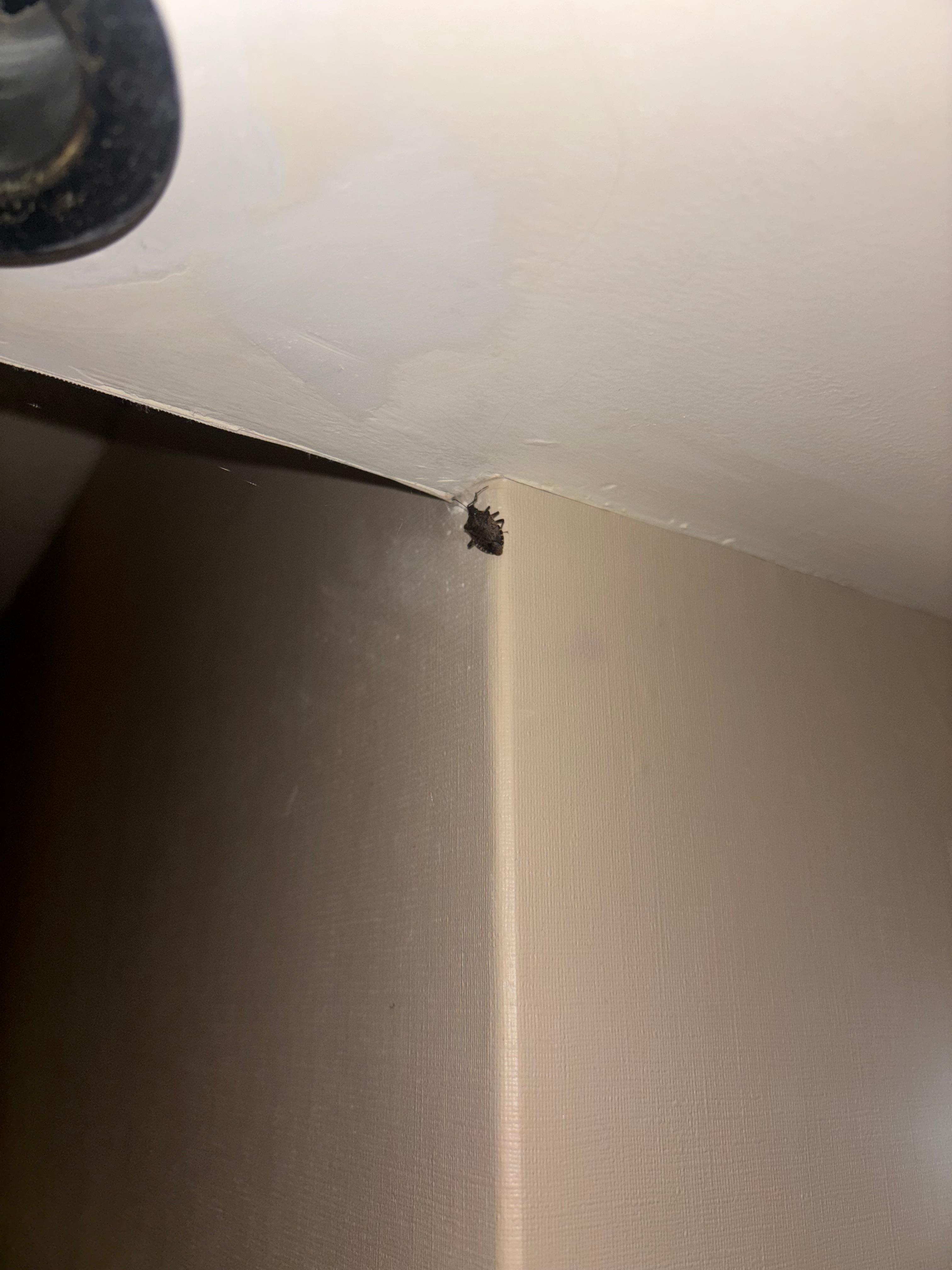 Stink bug Friends one of a few in the room