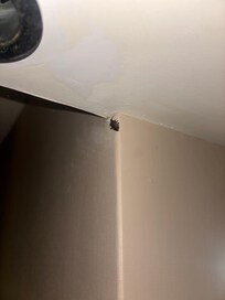 Stink bug Friends one of a few in the room