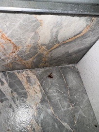 Roach Infestation