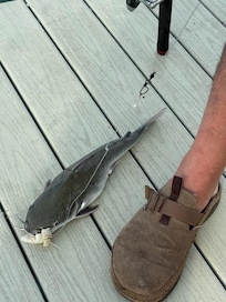 Hardhead Catfish