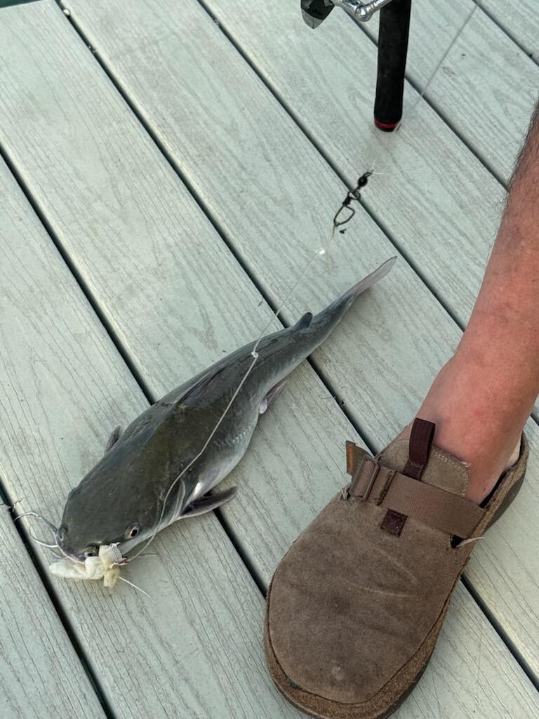 Hardhead Catfish