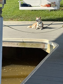 Our pooch enjoyed the lake view from the dock. Happy pup.
