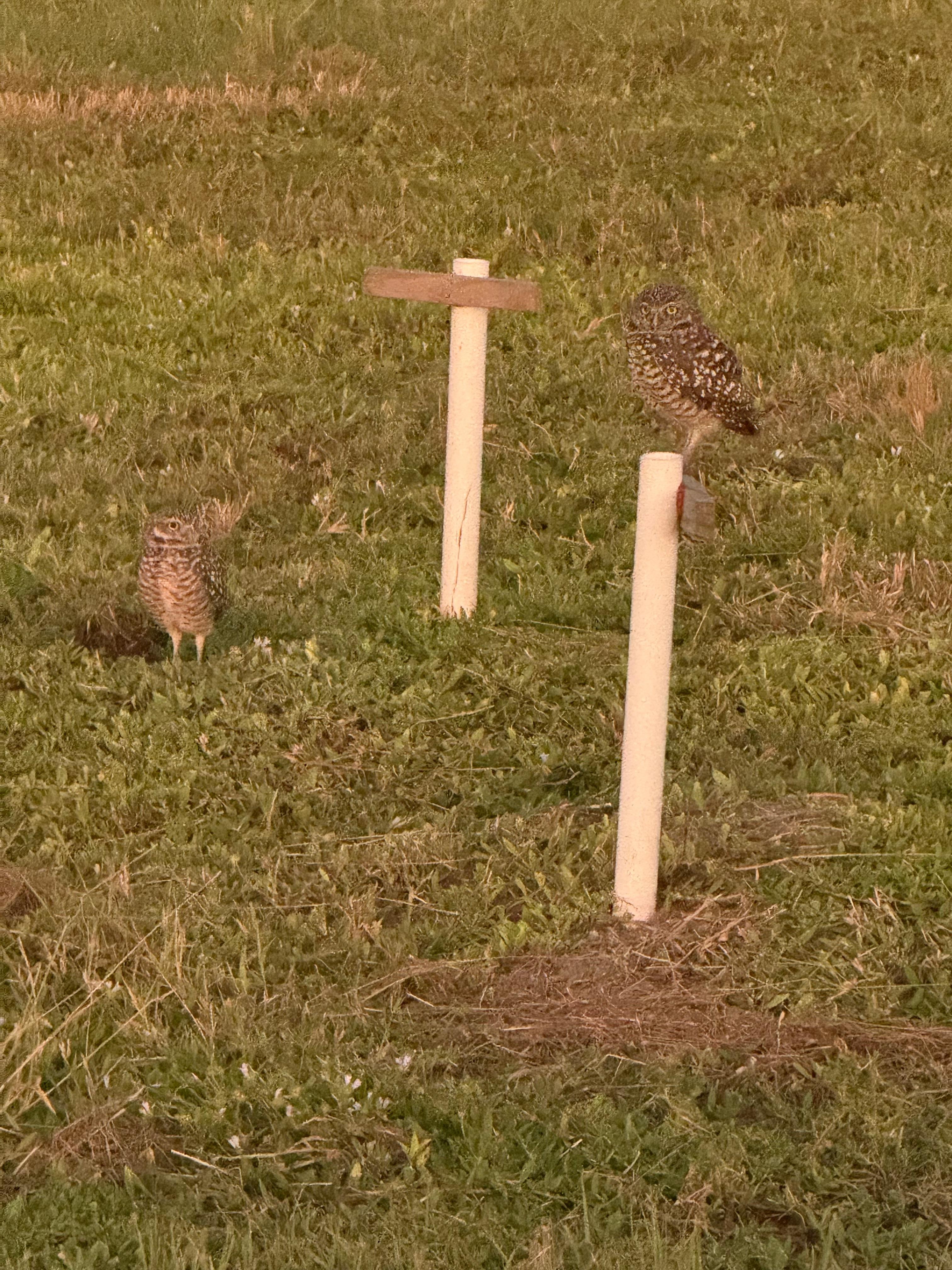 Burrowing owls