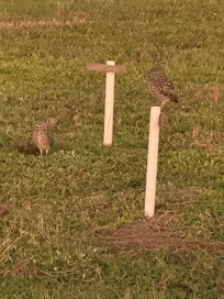 Burrowing owls