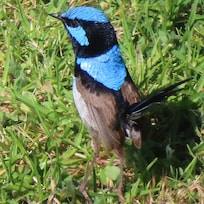 superb fairy wren in the back garden