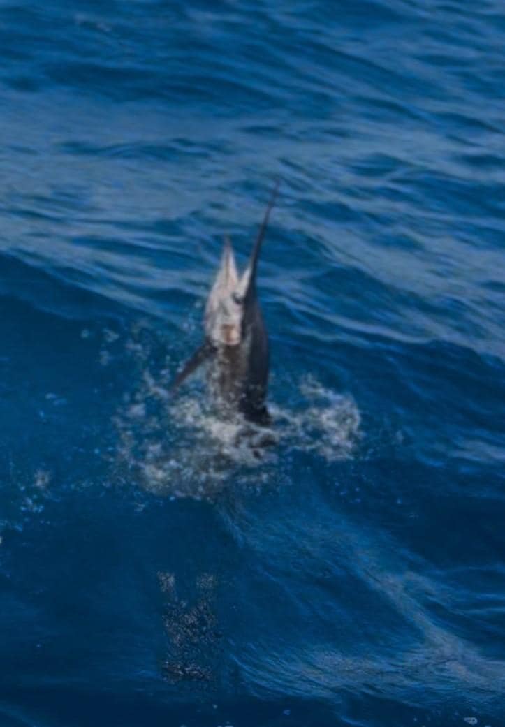 First Class Charter Fishing 20 min away

My 83" Sailfish