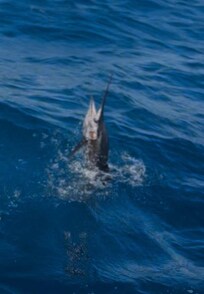 First Class Charter Fishing 20 min away
My 83" Sailfish
