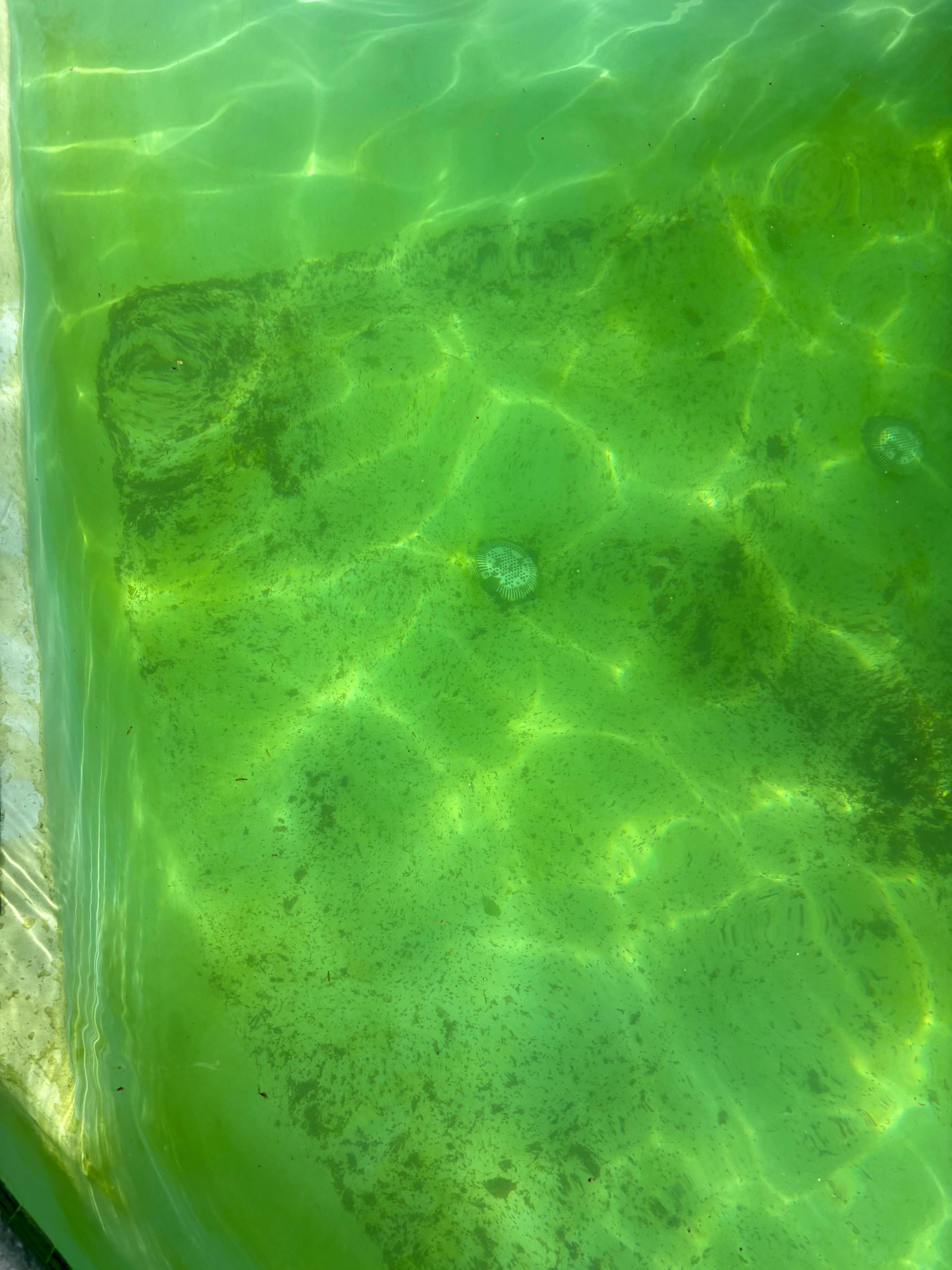 Green pool water full of debris 