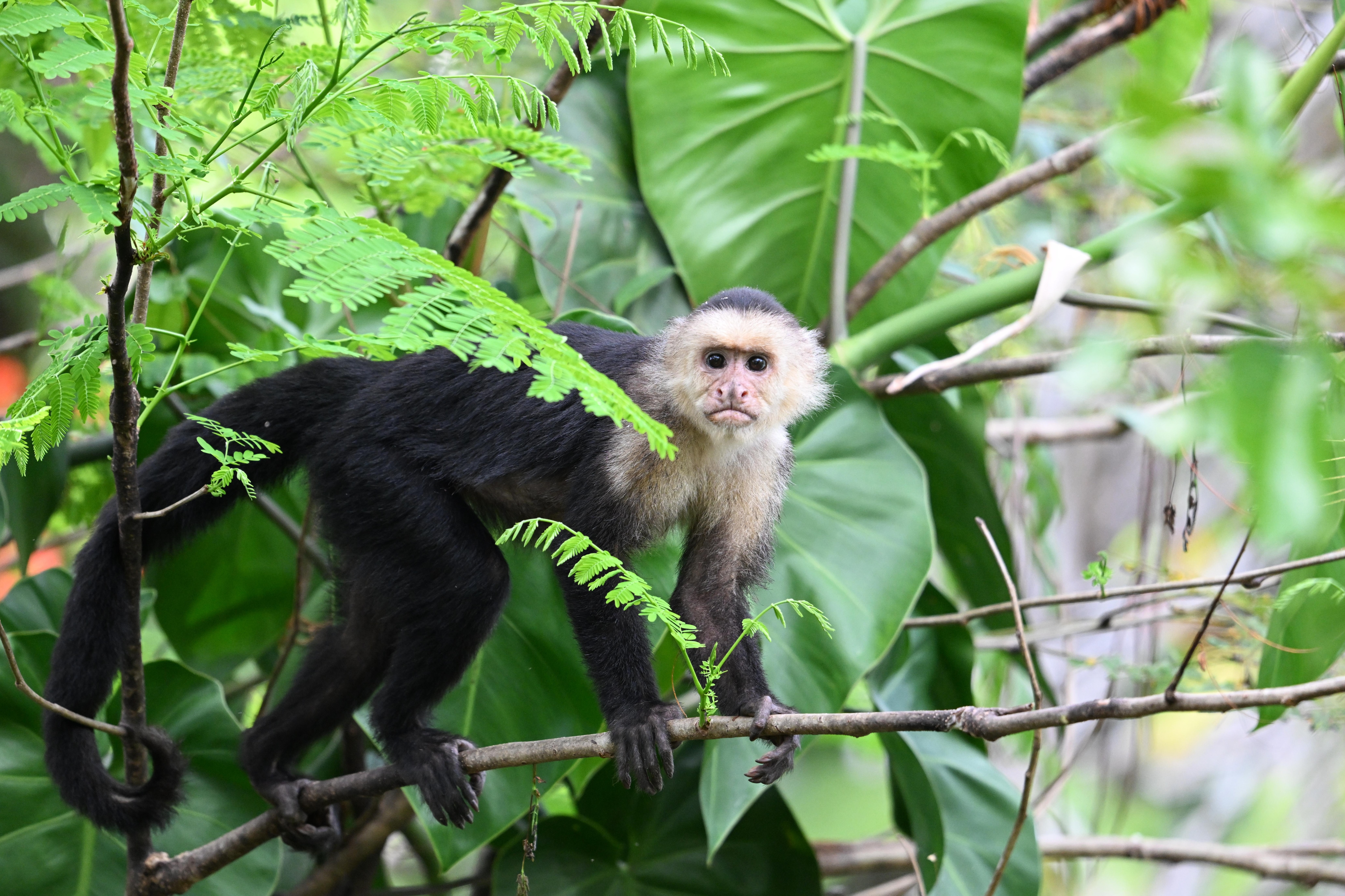 White faced capuchin