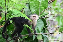 White faced capuchin