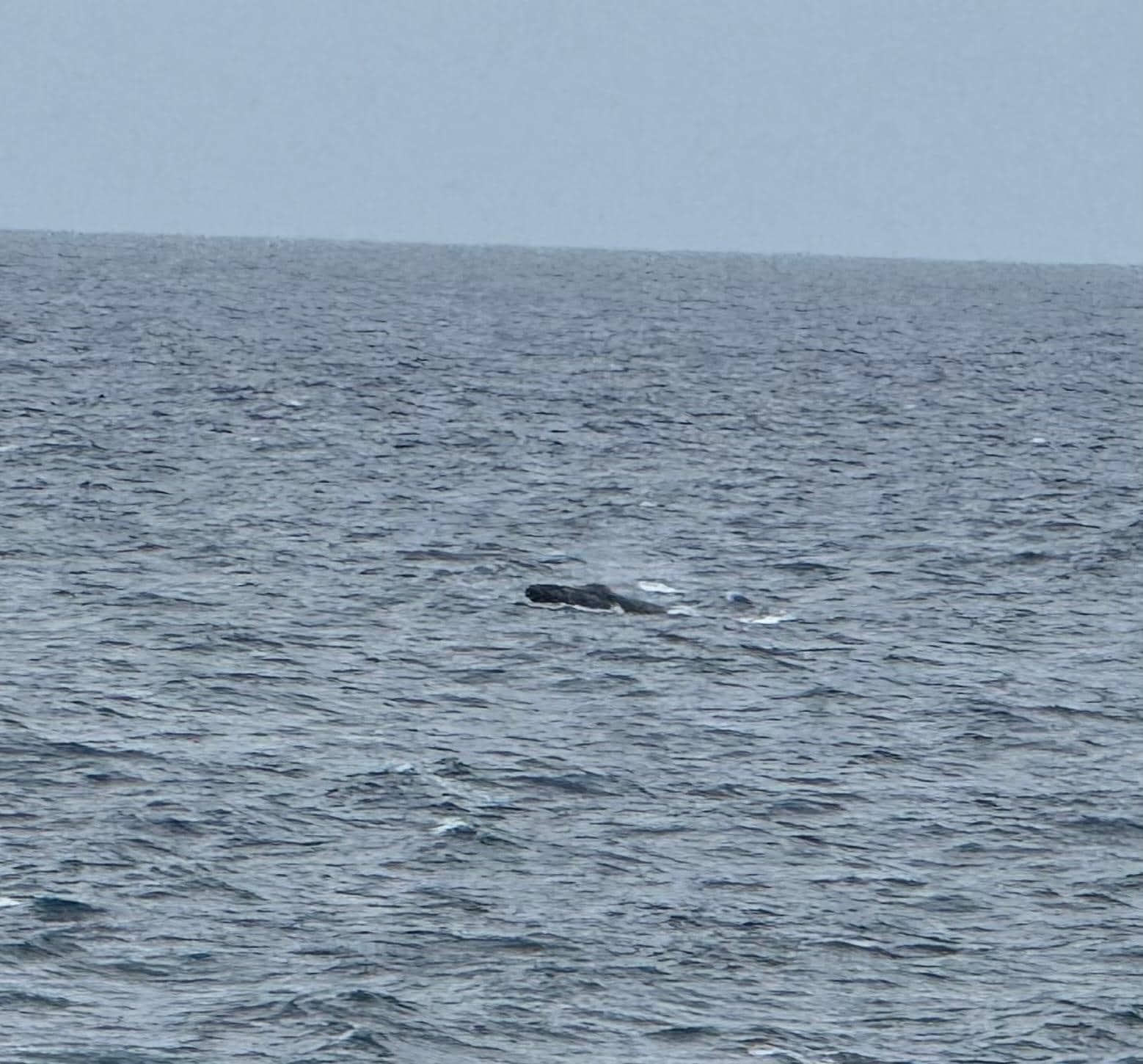 Saw a whale from our walk by the pool.