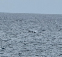 Saw a whale from our walk by the pool.