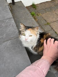 Neighborhood kitty hung around outside:)