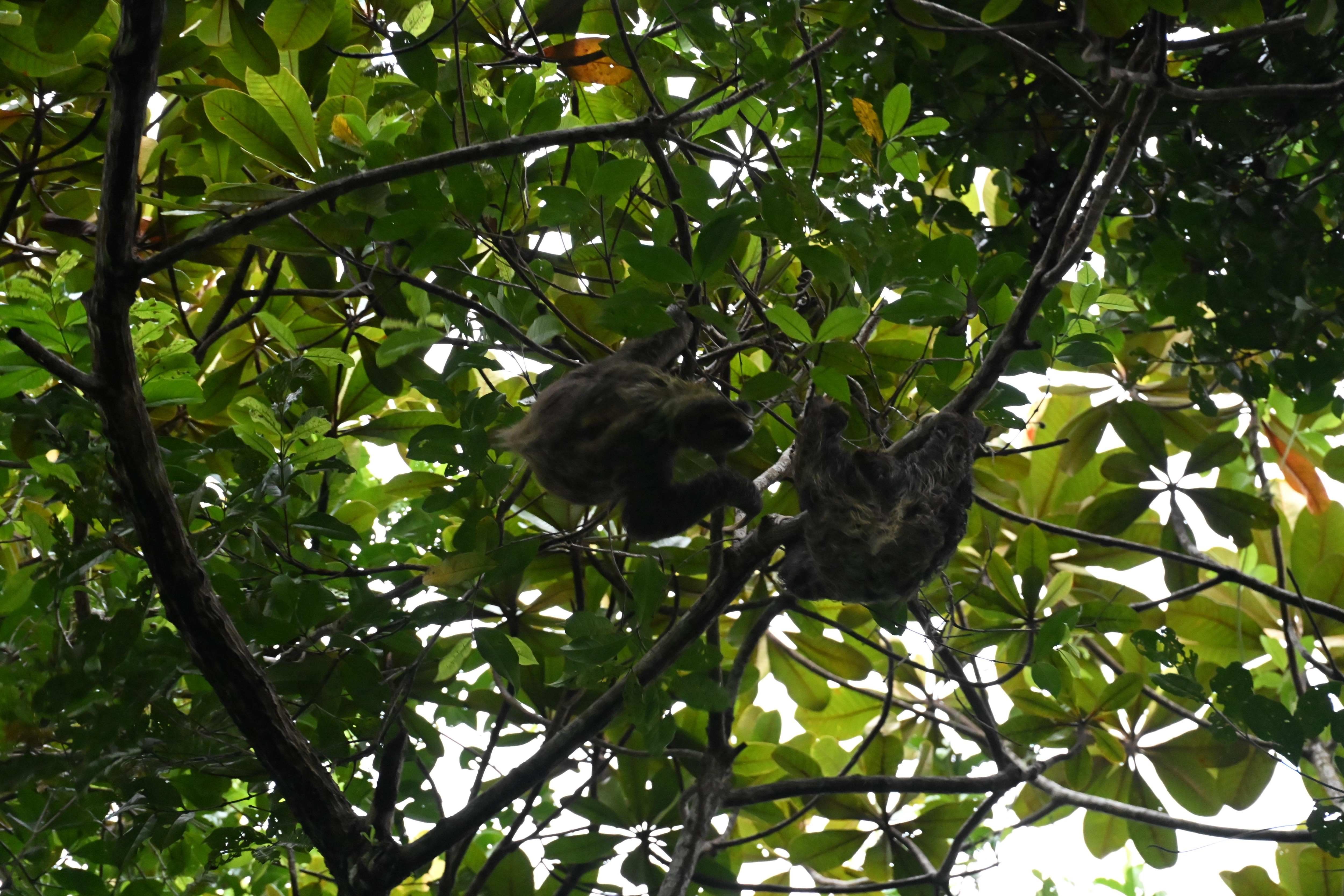Sloths seen on shot walk from house.