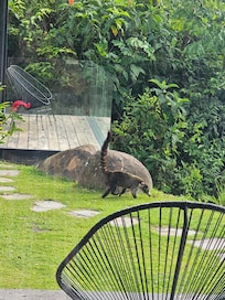 Coatimundi