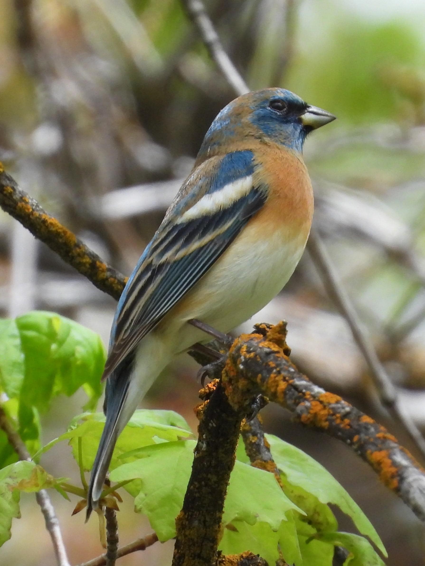 Lazuli bunting, birds in Farmington