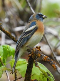 Lazuli bunting, birds in Farmington